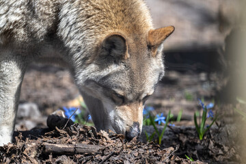 gray wolf close-up in natural conditions on a spring day