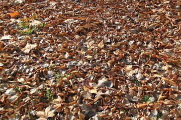 otoño