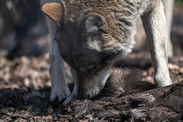 Obraz premium gray wolf close-up in natural conditions on a spring day