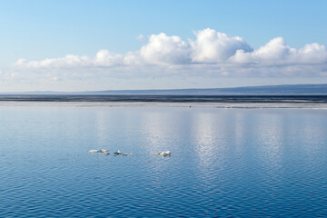 Spring landscape of the water surface of Lake Onega on a clear early morning.