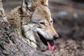 Fototapeta premium gray wolf close-up in natural conditions on a spring day