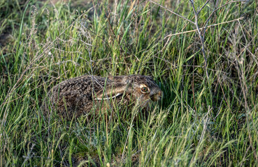 gray hare on green meadows in natural conditions on a spring day
