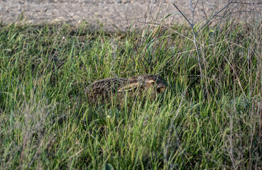 gray hare on green meadows in natural conditions on a spring day