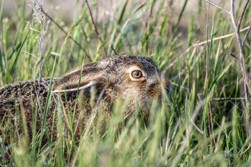 gray hare on green meadows in natural conditions on a spring day