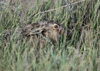 gray hare on green meadows in natural conditions on a spring day