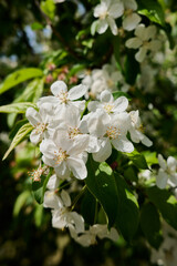 White blossoms adorn green branches under a clear blue sky