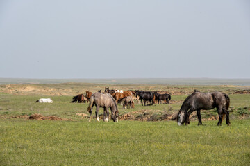 beautiful horses on green meadows in natural conditions on a spring day