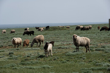 sheep with young animals on green meadows in natural conditions on a spring day