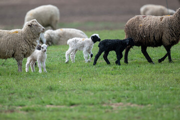 Fototapeta premium sheep with young animals on green meadows in natural conditions on a spring day