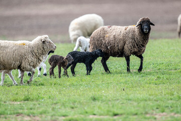 Fototapeta premium sheep with young animals on green meadows in natural conditions on a spring day