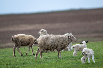 Obraz premium sheep with young animals on green meadows in natural conditions on a spring day