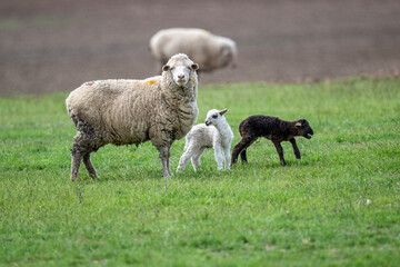 Fototapeta premium sheep with young animals on green meadows in natural conditions on a spring day