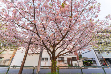 Ichiyou Sakura on Adachi Street