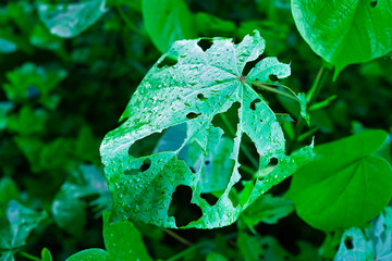 Damaged leaves are eaten by pests