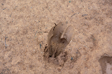 trail of a wild wolf on a red field road on a spring day
