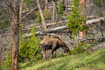 A Large Moose at The Wind River Range, Mountain range in Wyoming
