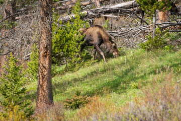 A Large Moose at The Wind River Range, Mountain range in Wyoming