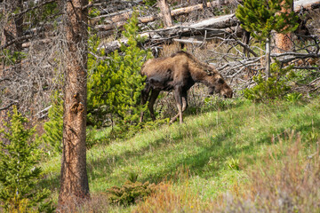 A Large Moose at The Wind River Range, Mountain range in Wyoming