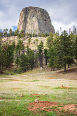 Prairie Dog Town infront of Devils Tower National Monument, Butte in Wyoming