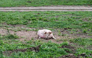 domestic pigs against the background of agricultural machinery on a spring day