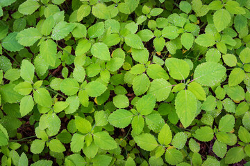 Wyalusing State Park  Overlooking the Confluence of the Wisconsin and Mississippi Rivers