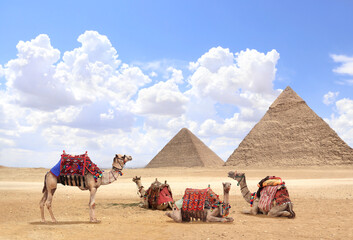 Camels in a colorful horse-clothes resting on the sand near to pyramids, Giza, Cairo, Egypt. Famous...