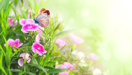 Spring sunny background with pink carnation (Dianthus caryophyllus) flowers and butterfly. Horizontal backdrop with butterfly on clove pink flower, green leaves. Copy space for text. Mock up template