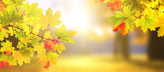 Calm fall season. Maple tree leaves on sunny beautiful nature autumn landscape. Horizontal autumn...