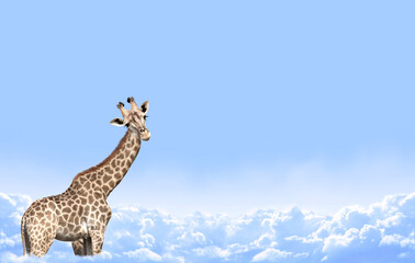 Cute curiosity giraffe on sky landscape background. The giraffe looks interested. Animal stares...