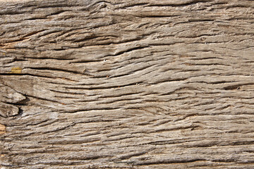 Naklejka premium Horizontal or vertical natural background with tree bark texture. Close-up tree trunk texture of light brown color
