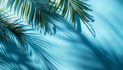 Beautiful palm tree leaves with shadow on blue background
