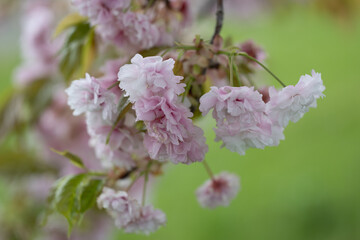 晩春の桜