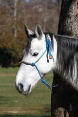 caballo