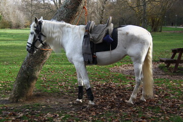 caballo