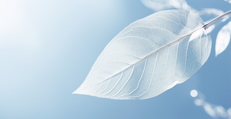 Delicate leaf against a serene sky