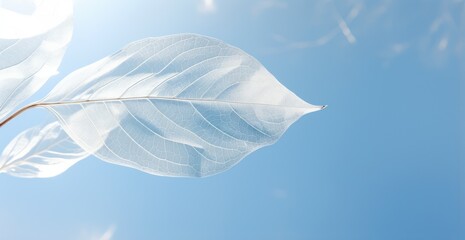 Delicate leaf structure against blue sky