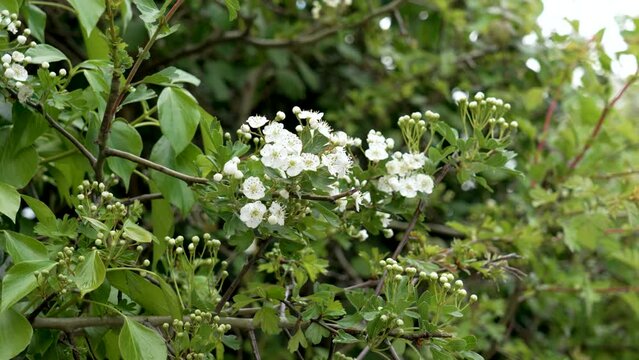 White flowers of bloomy hawthorn on a spring garden tree branch. Crataegus monogyna twig close up. Ecology concept