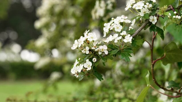 Blooming common hawthorn with beautiful white flowers on a springtime tree branch. Crataegus monogyna