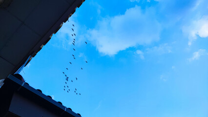 selective focus below view or low angle photography of a group of birds in flight for migration in a clear blue sky and seen from a house - Powered by Adobe