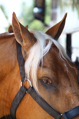 caballo