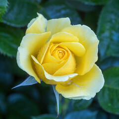 'Walking On Sunshine' Floribunda Rose in Bloom. San Jose Municipal Rose Garden in San Jose, California.