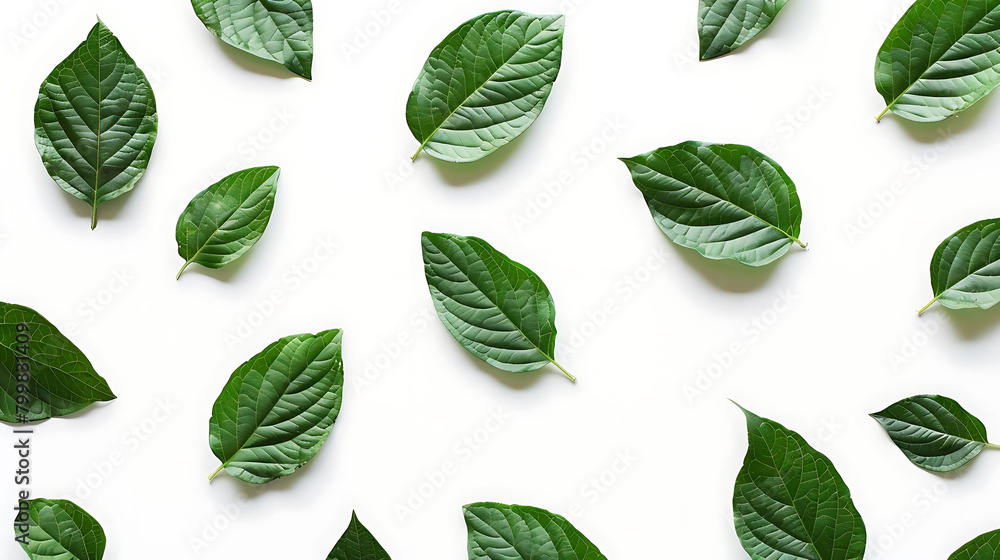 Poster minimalistic pattern of fresh tree leaves on isolated background