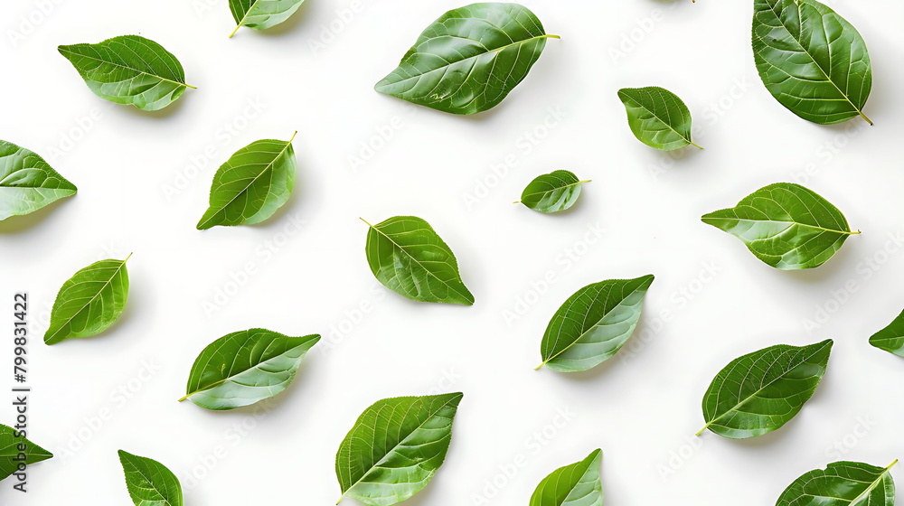 Poster minimalistic pattern of fresh tree leaves on isolated background