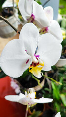 Fototapeta premium Close up selected focus of beautiful white moon orchid or white orchid or Phalaenopsis amabilis or Phalaenopsis orchid with blurred background in the outdoor garden