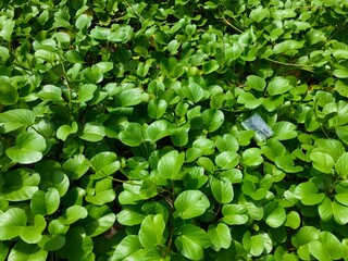 close up view of Pond covered by green leaves