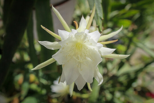 selective focus of the white wijaya kusuma or fishbone cactus or ric rac orchid cactus or Epiphyllum anguliger flowers in the garden outside the house
