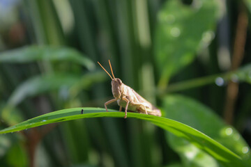 selective focus of a large or adult brown grasshopper on a pandan leaf with striped eyes in the garden during the day with a blurred background