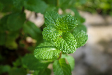 selective focus close up of leaves or trees or mint plants or mentha spicata in the garden during the day with a blurred background