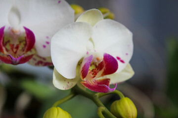 Close up selected focus of beautiful white moon orchid or white orchid or Phalaenopsis amabilis or Phalaenopsis orchid with blurred background in the outdoor garden