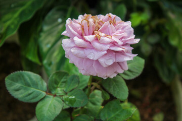 close up selective focus of pink or purple or red rose outdoor in the garden with blurred background
